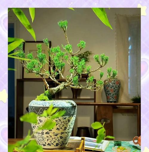小黑松浇水正确方法是什么？如何正确养护小黑松？