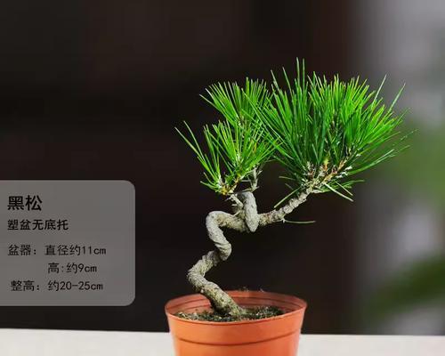 小黑松浇水正确方法是什么？如何正确养护小黑松？