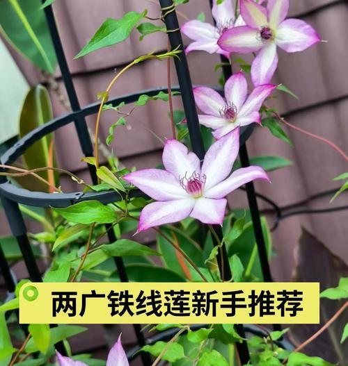 铁线莲枝条细小是否正常以及如何养护？