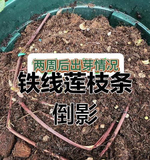 铁线莲枝条细小是否正常以及如何养护？