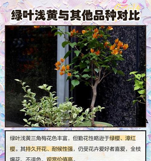 三角梅绿叶重瓣养护秘诀是什么？