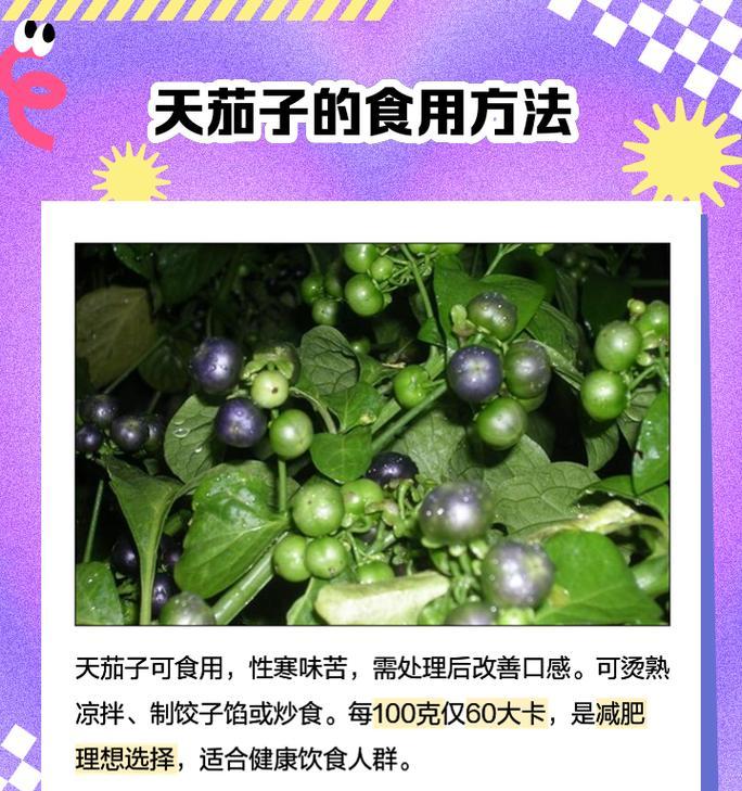 有哪些观赏植物长得像茄子？如何区分茄子和其他相似植物？