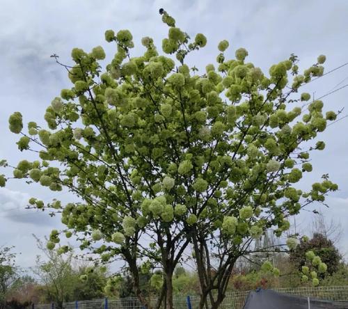 绣球种子什么时候播种才可以发芽？播种方法是什么？