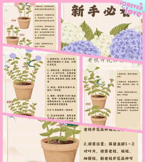 绣球种子什么时候播种才可以发芽？播种方法是什么？