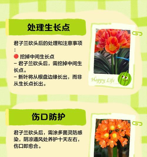 君子兰重新栽植的正确方法是什么？需要注意什么？