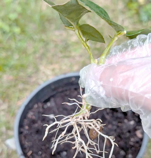 月季地栽苗挖掘技巧？如何保持美观？