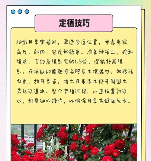 月季地栽苗挖掘技巧？如何保持美观？