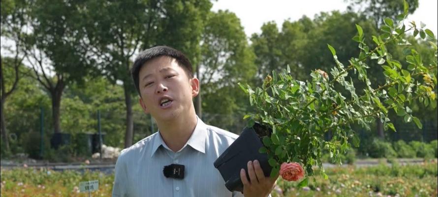 安康天狼月季的种植效果如何？