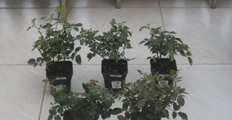 安康天狼月季的种植效果如何？