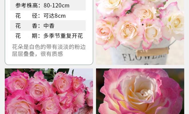 安康天狼月季的种植效果如何？