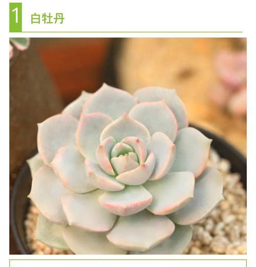 养花跟花沟通技巧有哪些？如何通过沟通促进植物生长？