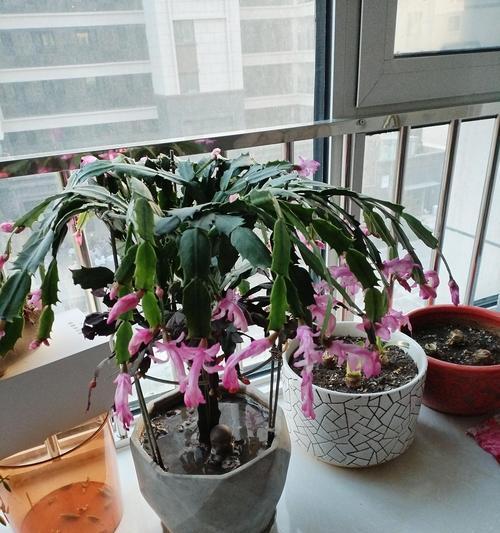养花跟花沟通技巧有哪些？如何通过沟通促进植物生长？