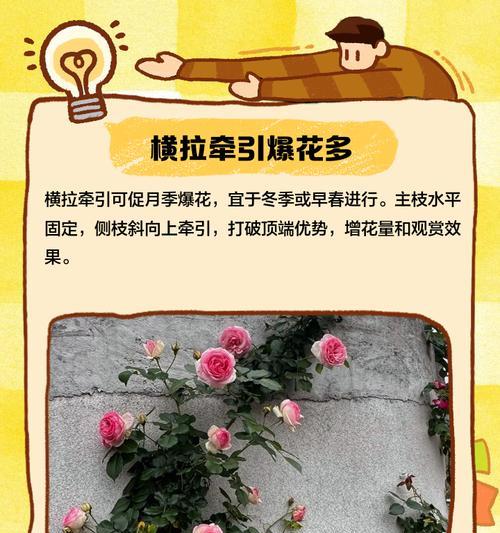 穿插月季怎么培养？培养穿插月季的技巧和步骤是什么？