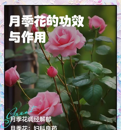 穿插月季怎么培养？培养穿插月季的技巧和步骤是什么？