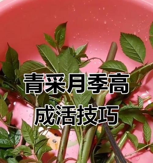 穿插月季怎么培养？培养穿插月季的技巧和步骤是什么？