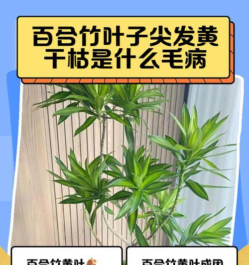 百合叶子因水淹发黄的补救措施？