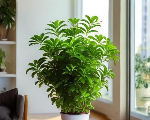 露台适合种植哪些绿植？哪些绿植容易在露台生长？