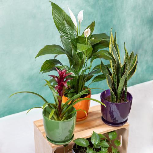 露台适合种植哪些绿植？哪些绿植容易在露台生长？