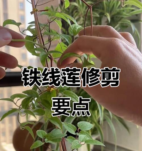 铁线莲小苗移栽后枯萎如何补救？有哪些有效措施？
