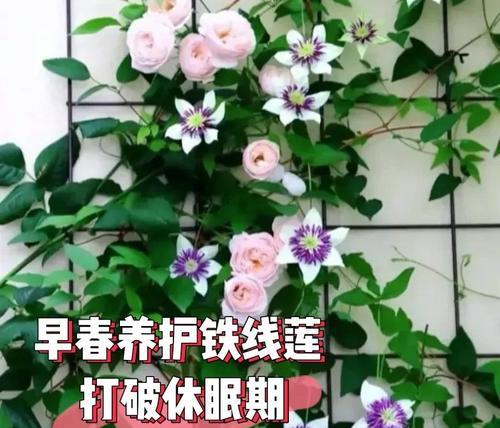 铁线莲小苗移栽后枯萎如何补救？有哪些有效措施？