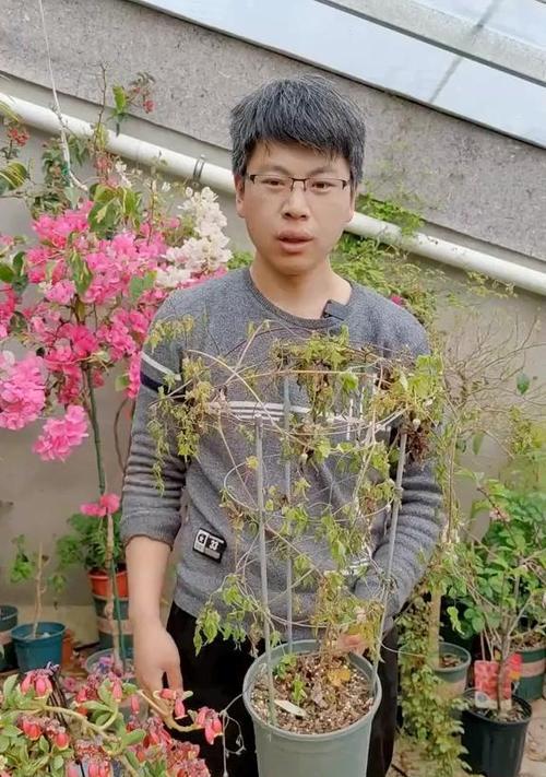铁线莲小苗移栽后枯萎如何补救？有哪些有效措施？