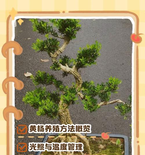 长青开花盆景的养护技巧有哪些？