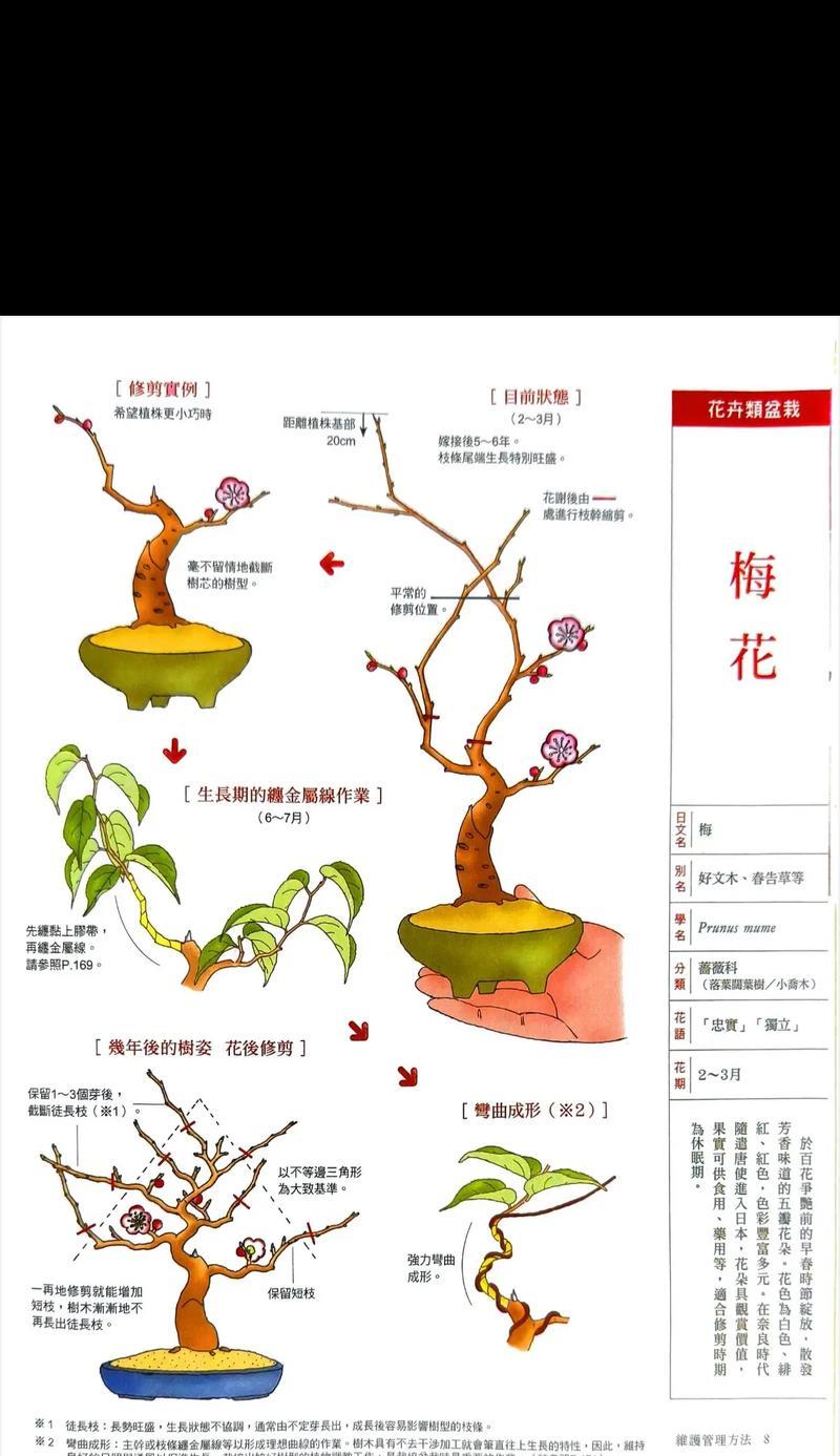 长青开花盆景的养护技巧有哪些？