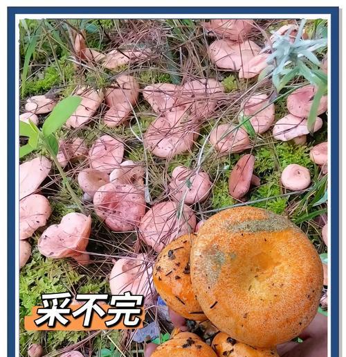 松纵菌叶子发黄是什么原因？如何种植？