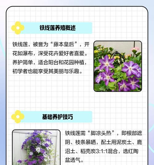 紫丸子铁线莲的养殖方法和注意事项有哪些？