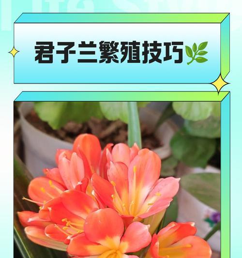君子兰小苗的多种养护技巧是什么？