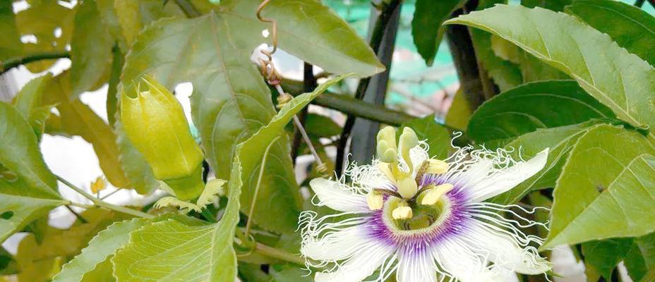 隐形阳台适合种植哪些花卉？美观且易打理的品种推荐？