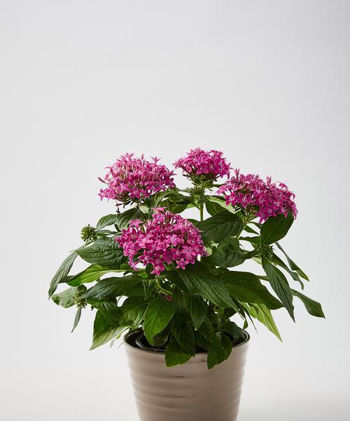 隐形阳台适合种植哪些花卉？美观且易打理的品种推荐？