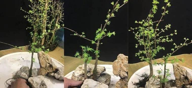 自制水旱盆栽植物肥料的方法有哪些？
