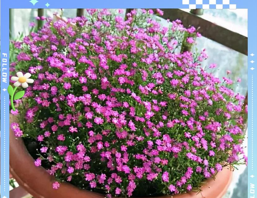 阳台西南朝向适合种植哪些花卉？
