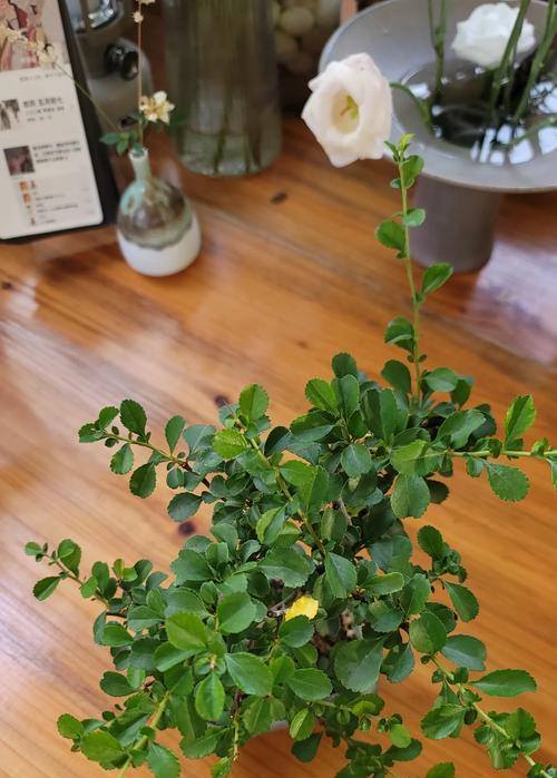 木本植物一边茂盛怎么修剪？如何修剪单边茂盛的木本植物？
