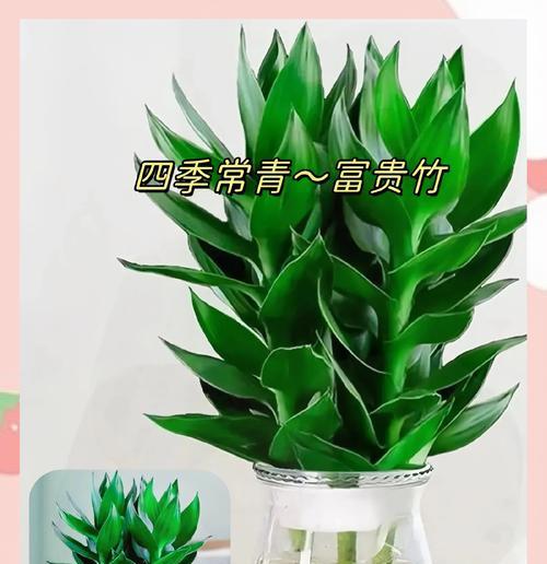 木本植物一边茂盛怎么修剪？如何修剪单边茂盛的木本植物？