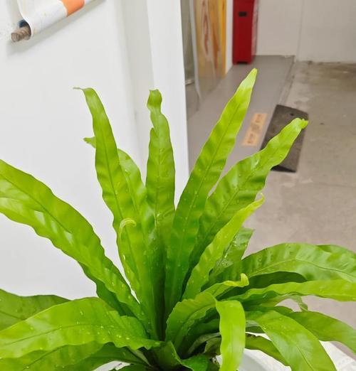 木本植物一边茂盛怎么修剪？如何修剪单边茂盛的木本植物？