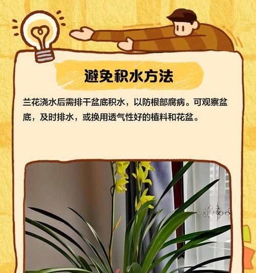 北方地区兰花浇水的正确方法是什么？
