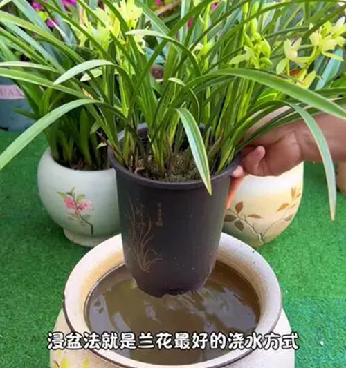 北方地区兰花浇水的正确方法是什么？