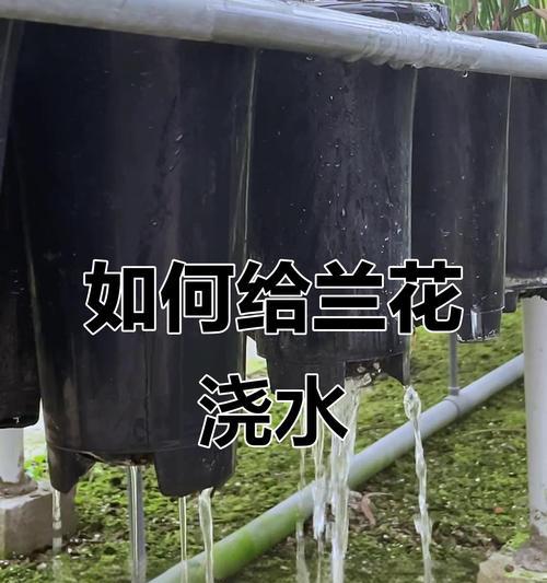 北方地区兰花浇水的正确方法是什么？