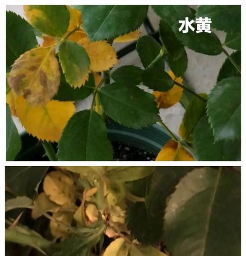 月季苗发黄叶子枯萎怎么办？有哪些解决措施？