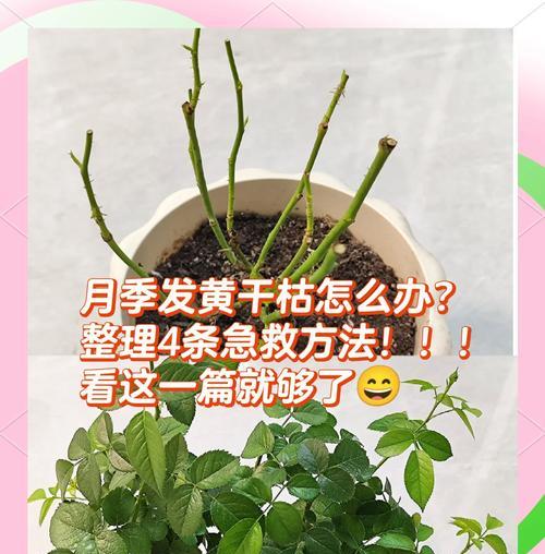 月季苗发黄叶子枯萎怎么办？有哪些解决措施？