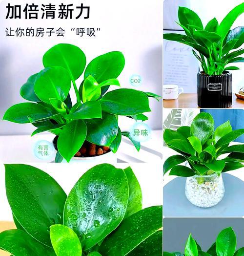 吸水盆金钻绿公主叶子发黄的原因及解决方法？
