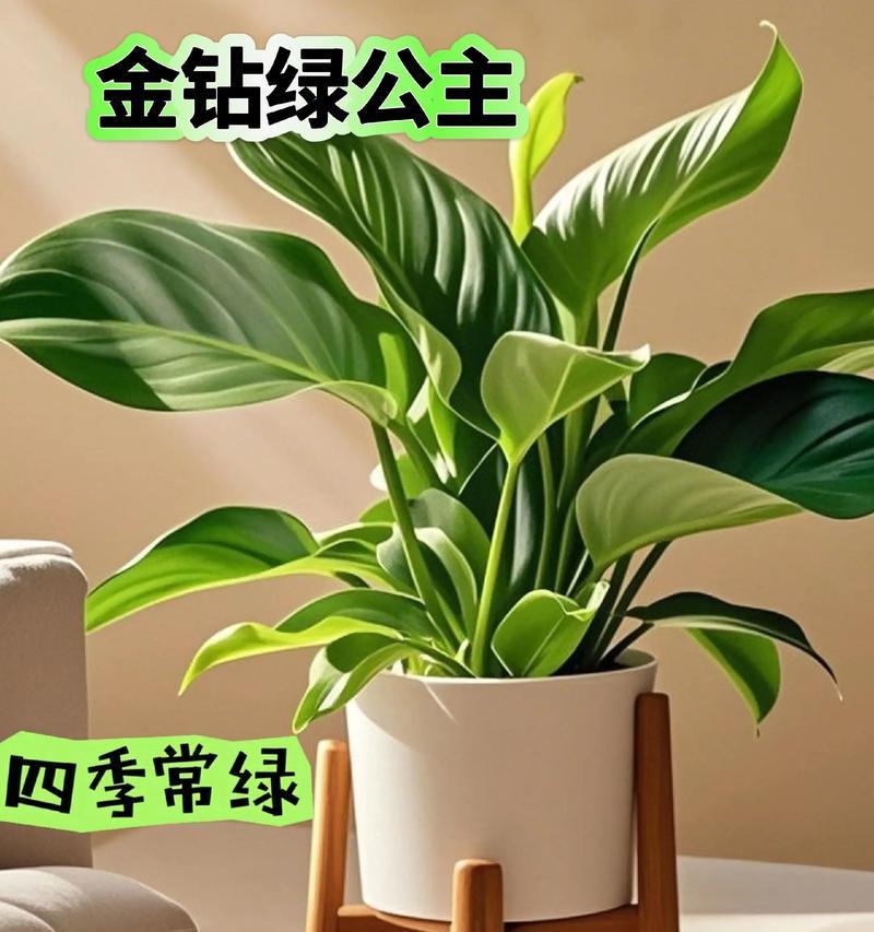 吸水盆金钻绿公主叶子发黄的原因及解决方法？