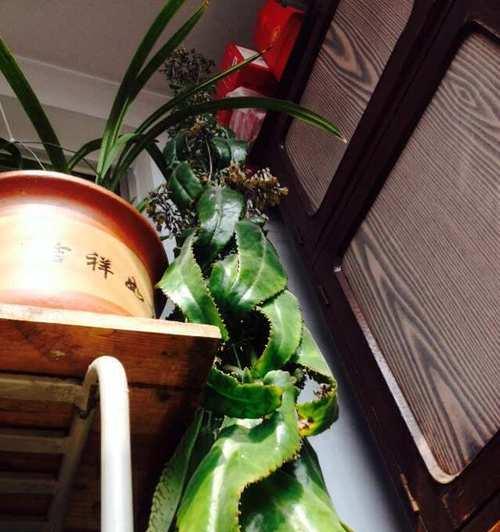 君子兰矫正花架的正确使用方法是什么？