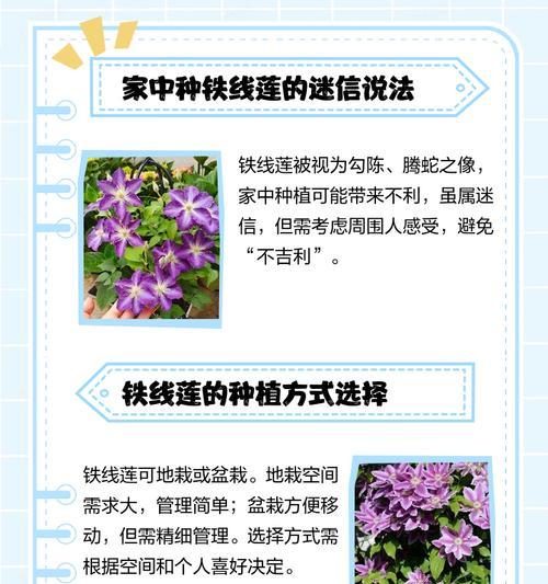 如何露养盆栽铁线莲才能促使其开花？