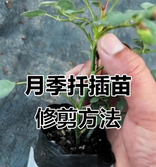 月季劈接蔷薇后应该如何修剪？