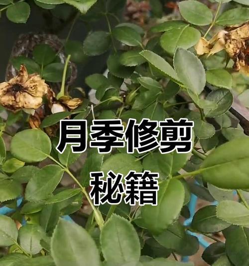月季劈接蔷薇后应该如何修剪？