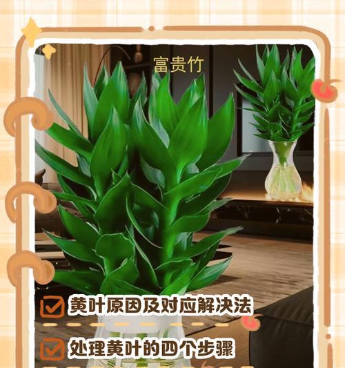 富贵竹叶子发黄导致客户退货怎么办？如何处理？