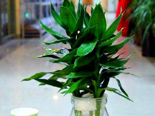 富贵竹叶子发黄导致客户退货怎么办？如何处理？